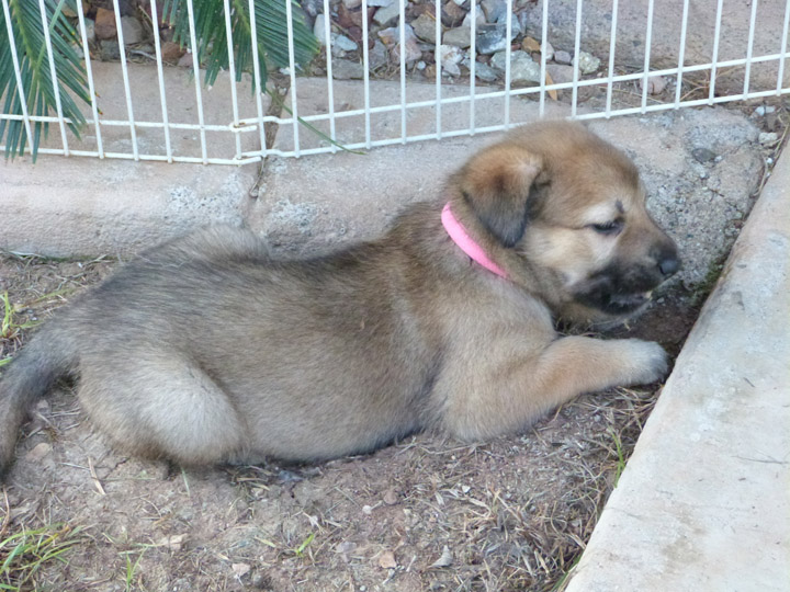 chinook dog